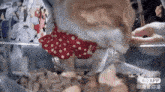 a cat wearing a red and white polka dot dress is eating food from a bowl ..