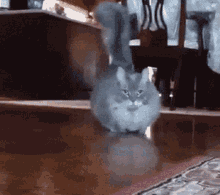 Cat Walking GIF - Cat Walking GIFs