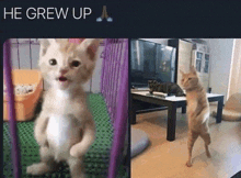 Grew Cat GIF - Grew Cat GIFs