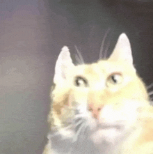 Cat Explode GIF - Cat Explode Cat Explode GIFs