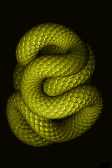 Snake Snakes GIF - Snake Snakes Green GIFs