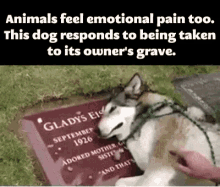 Dog Crying GIF