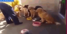 a group of dogs are eating out of bowls in a room with arabic writing