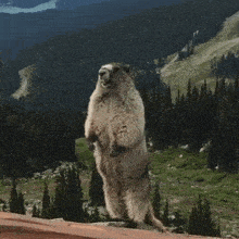 a marmot standing on its hind legs in front of a mountain with the words davina written above it