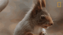 shake wild nordic squirrel cute adorable