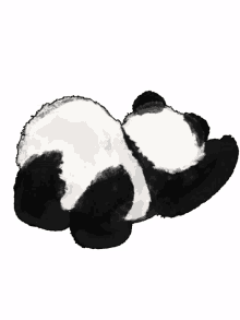 bum panda twerking funny lolol