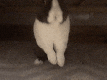 a black and white cat standing on a carpet