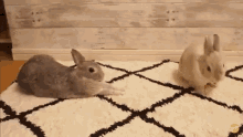 Bunny Stretch Bunny GIF - Bunny Stretch Bunny Stretch GIFs