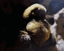 Dwarf Mongoose Mongoose GIF - Dwarf Mongoose Mongoose Tiny GIFs