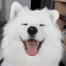 White Dog Cute GIF
