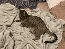 Savannah Cat GIF - Savannah Cat GIFs