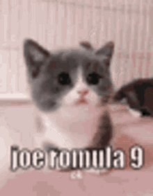 Joe Romula GIF - Joe Romula GIFs