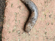 a large slug is crawling on a rock