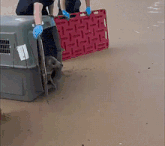 a dog is being loaded into a crate on a sandy beach