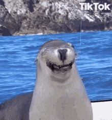 Oceanmam Seal GIF - Oceanmam Seal Reverse GIFs