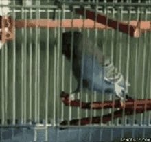 bird cage dancing bird