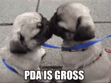 Pda Is Gross GIF - Kissing Dogs Tongue GIFs