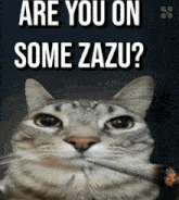 Zazu Zazucoin GIF - Zazu Zazucoin Zazu Sol GIFs