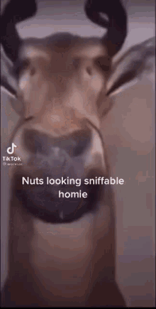 Fuck Nut GIF - Fuck Nut Sniffable GIFs