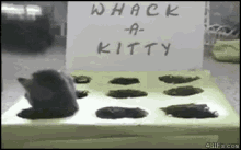 Whack A Kitty GIF - Hammer Arcade Whack GIFs