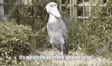 Whalehead Stork GIF - Whalehead Stork Wednesday GIFs