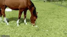 The Horse Choco Play GIF