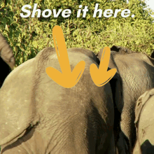 Up Your Butt Shove It GIF - Up Your Butt Shove It Elephant Butt GIFs