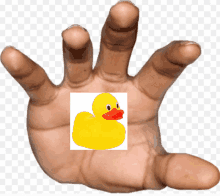 Duck Grab GIF - Duck Grab GIFs