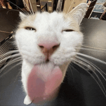 Cat GIF - Cat GIFs