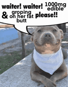 a picture of a dog with a speech bubble saying waiter waiter 1000mg edible groping on her fat please