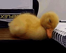 Wakeup Ducky GIF - Wakeup Ducky Wake GIFs