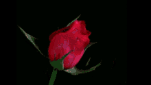 Rose Flowers GIF - Rose Flowers Love You Lots GIFs