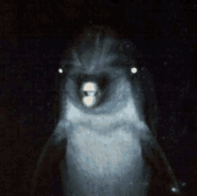 Scary Dolphin GIF