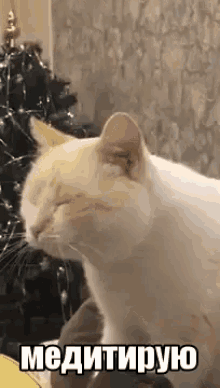 медитация медитировать медитирую кот котик мило GIF
