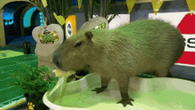 Capybara Eating GIF