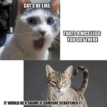 Cat Memes Pain GIF