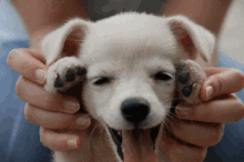 Awww GIF - Puppy Dog Pup GIFs