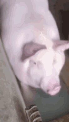 Pig свиня GIF