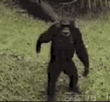 Gorilla Hand It Over GIF - Gorilla Hand It Over Give It To Me GIFs