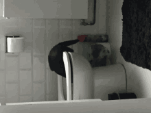 Cat GIF - Cat GIFs