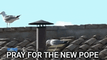 a seagull standing on top of a tiled roof with the words pray for the new pope below it .