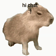 Capybara Hi Chat GIF - Capybara Hi Chat Baby GIFs
