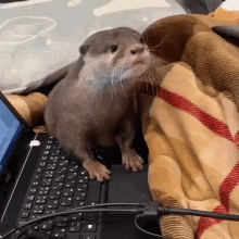 a small otter is sitting on top of a laptop