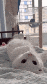 a white cat is laying on its back on a bed looking at the camera
