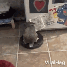 Riding A Vacuum Cleaner Viralhog GIF - Riding A Vacuum Cleaner Viralhog Get On The Vacuum Cleaner GIFs