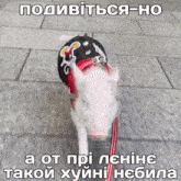 a picture of a pig on a leash with a caption in foreign language