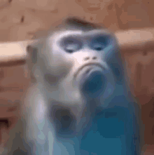 Małpa Małpka GIF - Małpa Małpka Monkey GIFs