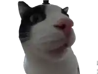 a black and white cat wearing a top hat looks at the camera