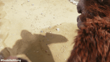 Roar Skar King GIF - Roar Skar King Godzilla X Kong The New Empire GIFs