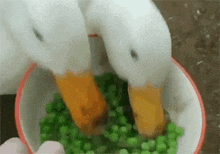 two ducks are eating peas from a red and white bowl .